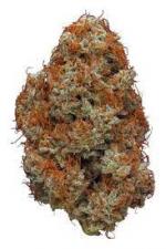 NEW! Red Bomb - AA - 50/50 Hybrid - THC 20-25%