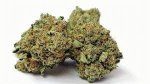 NEW! Lucifer&#039;s Lettuce - AA - 80% Indica / 20% Sativa - THC 23-25%